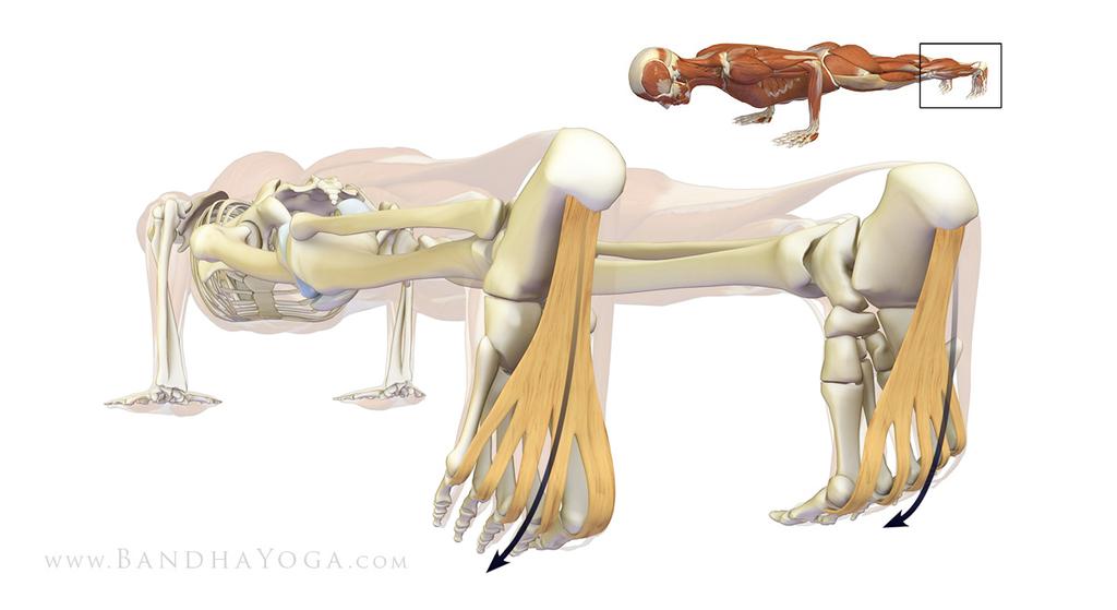 Figure 5: Stretching the plantar aponeurosis (fascia) in Chaturanga dandasana. Chaturanga dandasana (figure 5) stretches the plantar fascia itself.