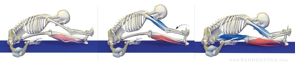 Figure 6: The posterior kinetic chain and its connection to the feet in Uttanasana.