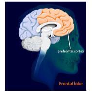 Pre Frontal Cortex - the key to getting the best out of your self PFC is 30% of the human brain. In cats it is 3%. Serial processor one visual representation at a time.