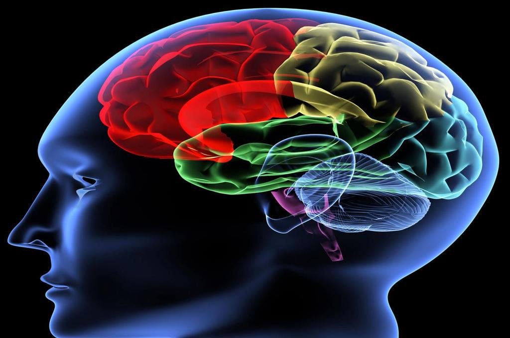 Your Brain s Key Organising Principle Minimise threat