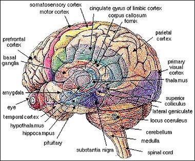 Limbic Networks or System Primitive part of the forebrain. Pleasure, pain and memory.