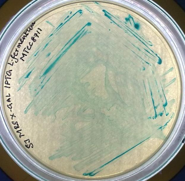 Journal of Ecobiotechnology 2/2: 11-16, 2010 Antibiotic susceptibility test Disk diffusion method described by Bauer et al. (1966) was followed for antibiotic susceptibility test.