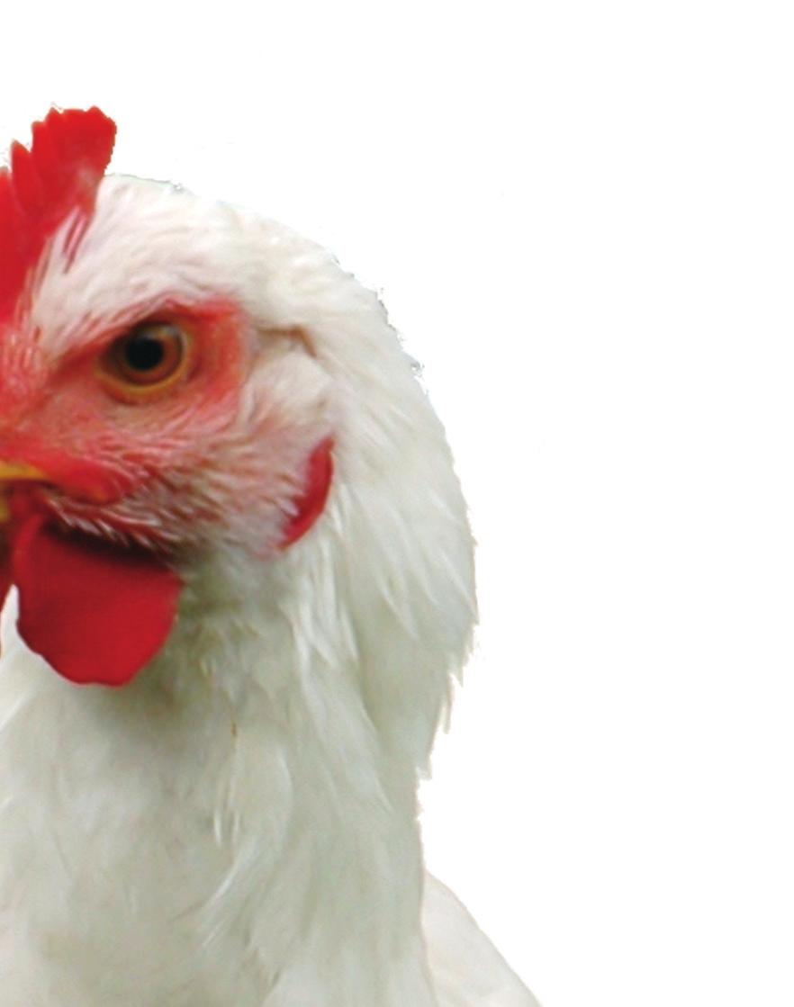 BENEFITS IN THE FEED BENEFITS IN POULTRY Non-reactive
