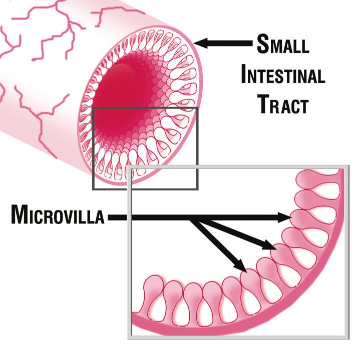 The Small Intestine The entire small intestine is lined with an elaborate set of muscles which are never at complete rest.