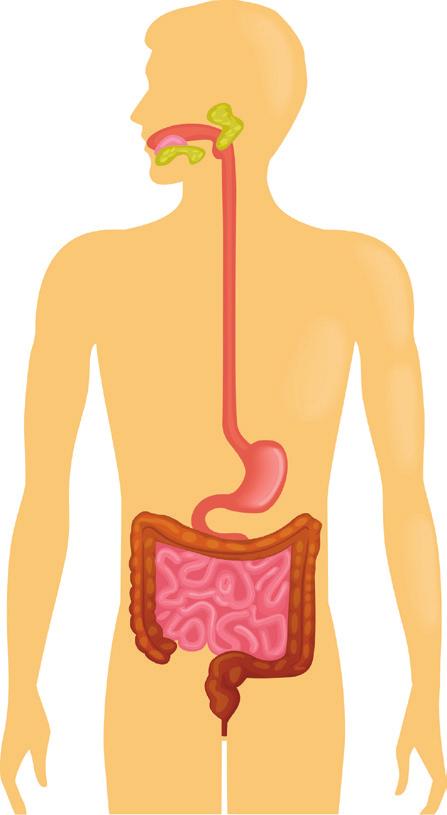 The Colon After passing through the small intestine, food passes into the colon. It is also called the large intestine because of its wider diameter. The colon is about 1.