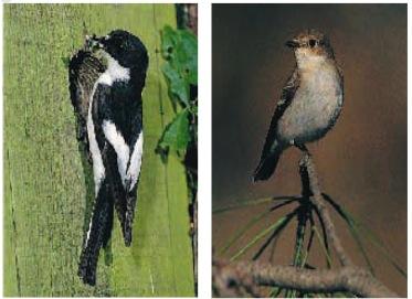 ositive assortative mating and speciation Example: positive assortment in species of flycatcher (Saetre et al.