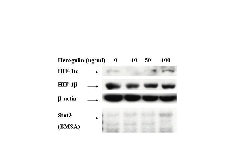 FIGURE 10. Heregulin increases both Stat3 binding and HIF-1α protein in MCF-7 6 breast cancer cells. MCF-7 cells (1.