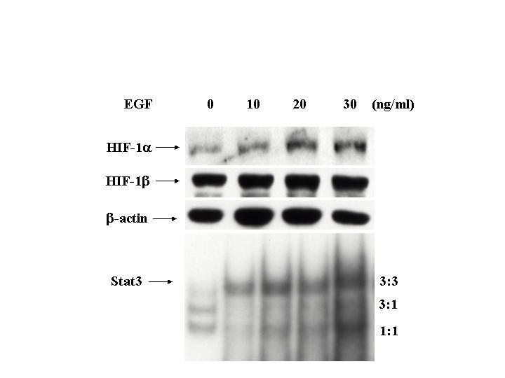 FIGURE 12. EGF increases both Stat3 binding and HIF-1α protein in prostate 6 tumor cell line DU-145. DU-145 cells (1.
