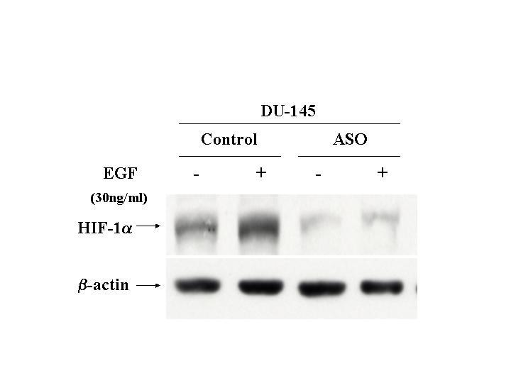 FIGURE 13. Stat3 is required for EGF mediated HIF-1α expression.