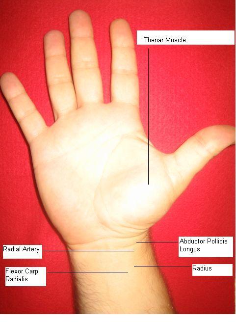 The radial artery is the ideal site for an arterial puncture for the following reasons. It is small and stabilized, but superficial and easily accessible.