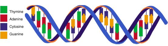 Double helix Two complementary DNA strains
