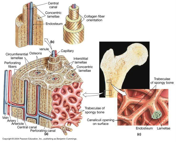 Human Anatomy & Physiology 1 (805) Unit 6 Skeletal System Key