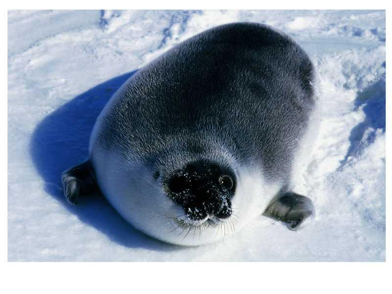 Fat is important for insulation, cushioning and energy reserves. A hooded seal at 4 days of age.