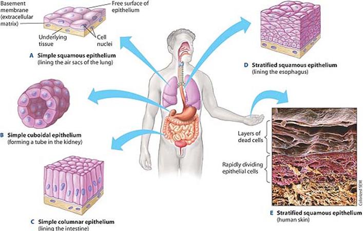 4. Epithelial Tissue Cells that line or cover all internal and external body surfaces.