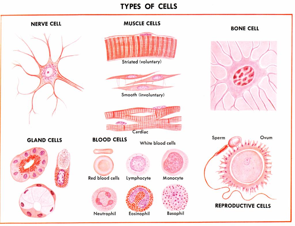 Cells Cell are the building blocks of the human body. There are ~ 100 trillion cells in an adult body. Our cells can be categorized into over 200 different types.