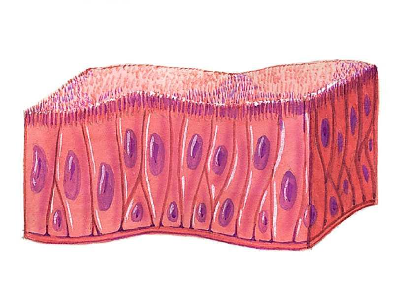 Epithelial Tissue Characteristics Free surface, Basement membrane, Tightly packed cells Func8on: O;en form barriers.