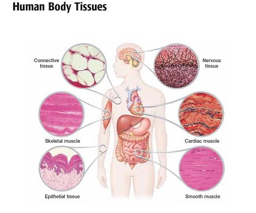 Tissue Definition Tissue = a group of cells that have similar structure and that function together as a unit. 2. 1. 4. 5. Each tissue type has a very specific set of functions. 3. 6.