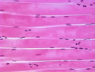 Muscle Tissue: 1b. Skeletal Nuclei Muscle fiber Striations: See the vertical stripes in each muscle fiber?