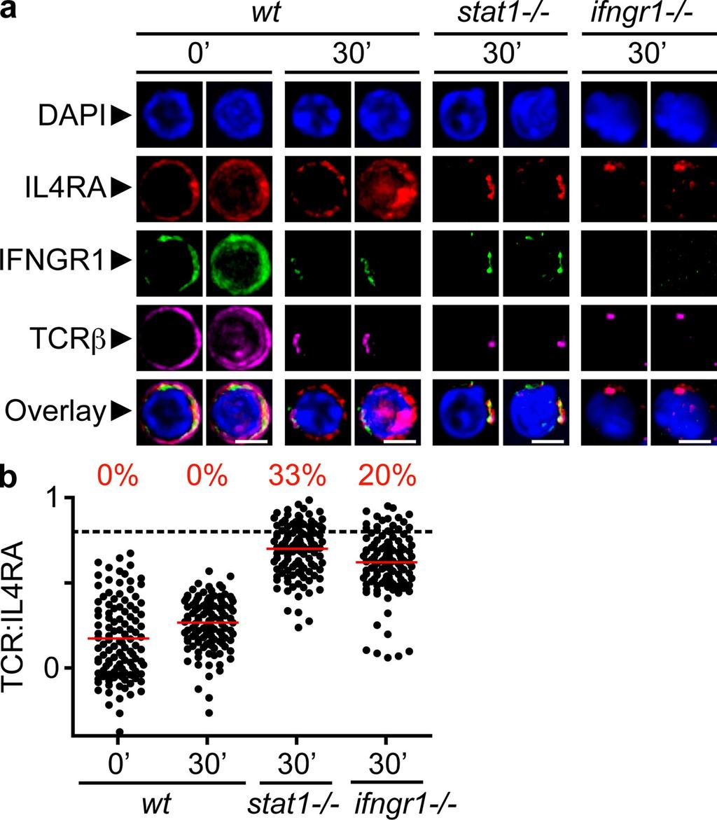 ARTICLE led to the cocapping of the TCR and IFNGR1, regardless of the genetic background. In contrast, the distribution of IL4R changed depending on the integrity of the IFNGR STAT1 signaling pathway.