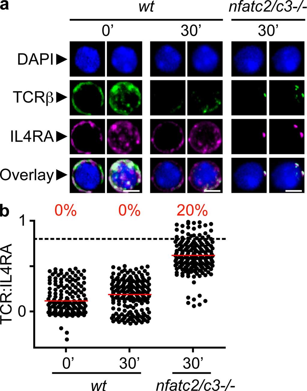 compared with the wt control. The quantification of these images confirmed the increase of between TCR and IL4R distributions only in nfatc2/c3 / Thps after activation.