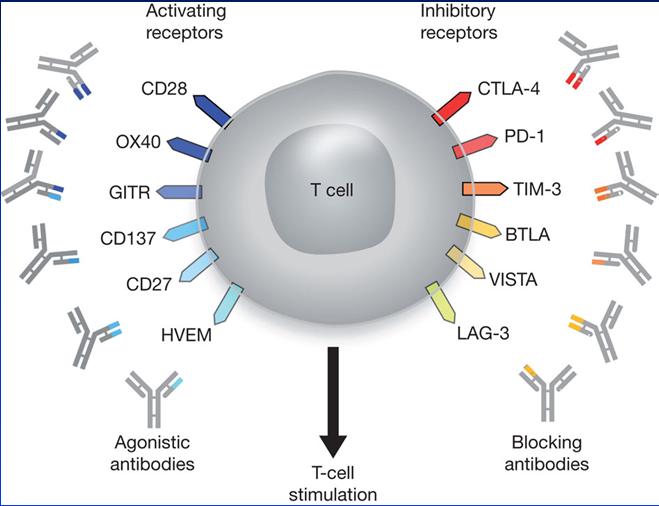T Cell Targets For Immunoregulatory