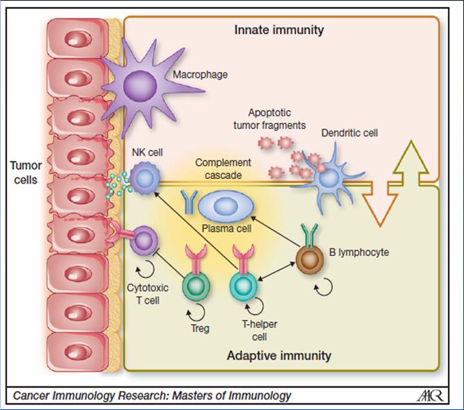 Basic Immunology The innate response is the rapid recognition and eradication of invading pathogens (macrophages, monocytes, eosinophils, NK cells) and soluble mediators (activation of the complement