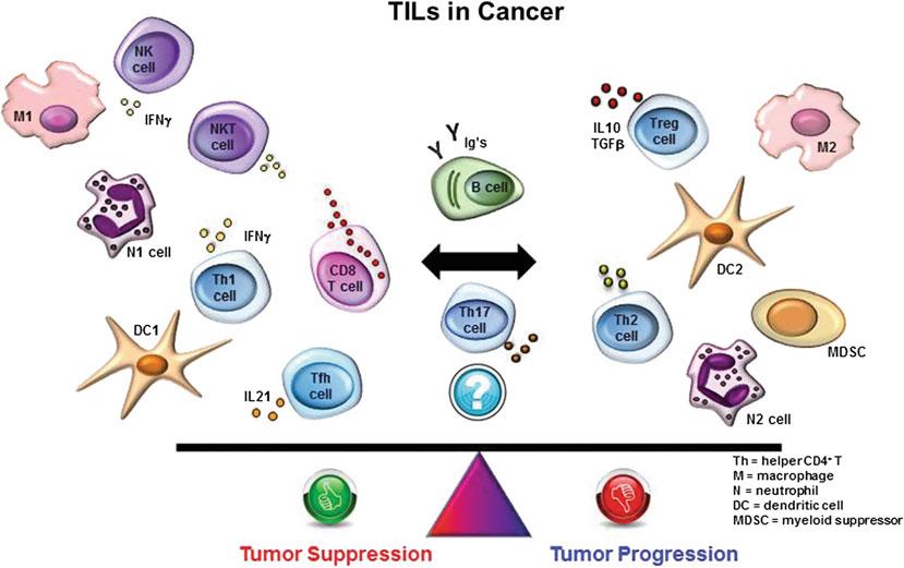Chapter No.: 12 Date: 28-8-2016 Time: 10:10 am Page: 3/20 12 Tumor Infiltrating Lymphocytes as a Prognostic 3 Fig. 12.1 TILs are composed of a heterogeneous population of cells that may promote or suppress the development of cancer [Reproduced with permission from Salgado et al.