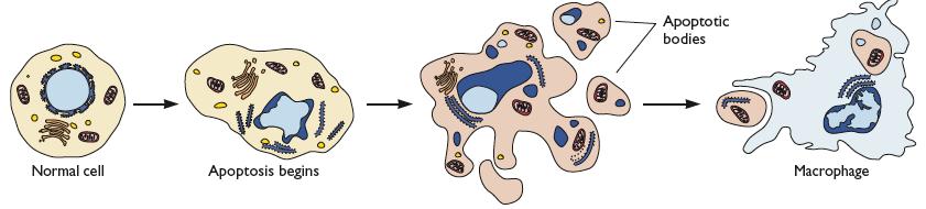 Apoptosis Perturb the cell cycle and apoptosis is activated - cell falls apart and