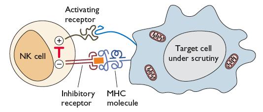 Natural Killer Cells I IR>>AR No antigen receptors Secrete cytokines Kill cells lacking MHC I on the surface by