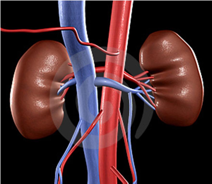 Renal or Kidney Disease The combination of high blood pressure and blood