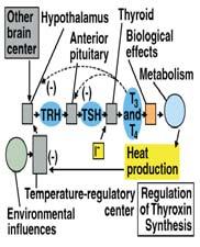 Thyroid Introduction to the thyroid: anatomy, histology, hierarchy, feed-back regulation, effect of T3-T4 on Na/K ATPase and uncoupling proteins 12 Biosynthesis of T3-T4: thyroglobulin, iodide pump,