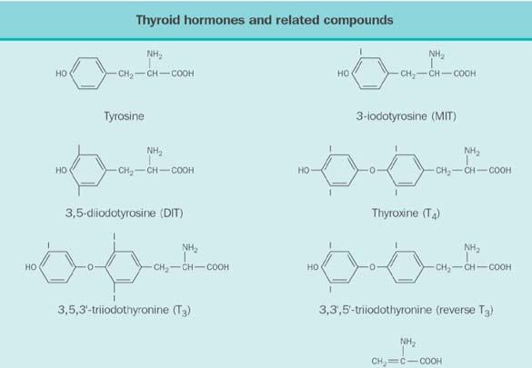 Biosynthesis of T3 - T4 Thyroid hormones (T3 - T4) derived from the aminoacid tyrosine Biosynthesis of T3 - T4 TH R pump A C camp I 2 I - I - I 2 TBG TBP albumin A T3