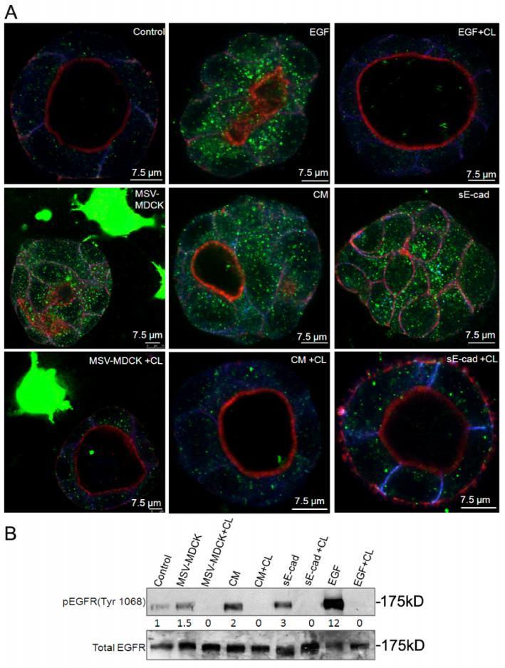 Figure 4.4: MSV-MDCK cells and se-cad induce lumen filling in MDCK cells by EGFR activation.