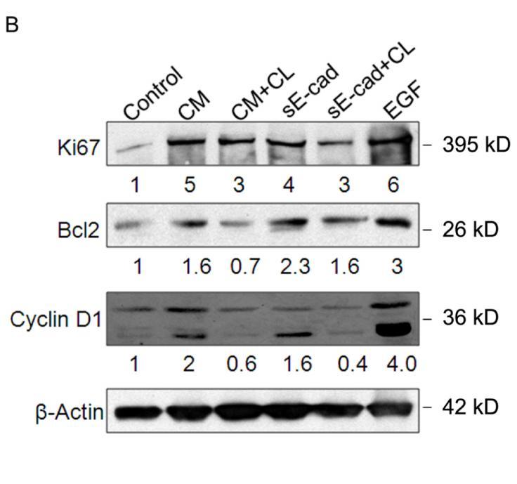 Figure 4.8 B: Lumen filling is a consequence of reduced apoptosis and increased proliferation. Immunoblot showing Ki67, Bcl2 and cyclin D1 expression in MDCK cysts treated with se-cad and CM.