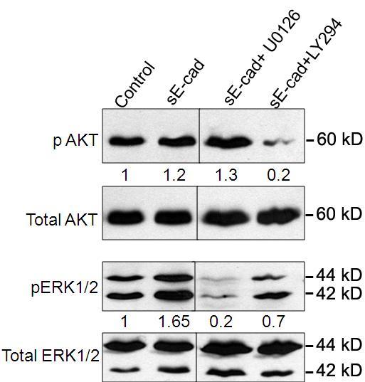 phosphorylation by over 70% but also impaired ERK1/2 phosphorylation by 50% (Figure 4.10). Figure 4.