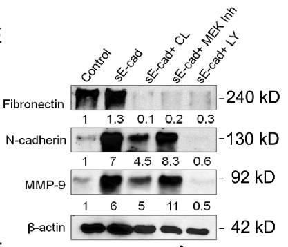 β-actin was used as a loading control. Long term treatment with se-cad revealed distinct activation patterns for ERK and AKT.