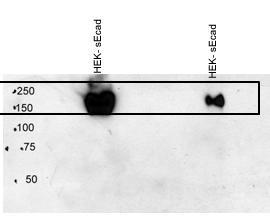 cadherin as a monomer, dimer or oligomer in the media. Preliminary native gel electrophoresis result reveal that se-cad can exist as a dimer (Figure 5.