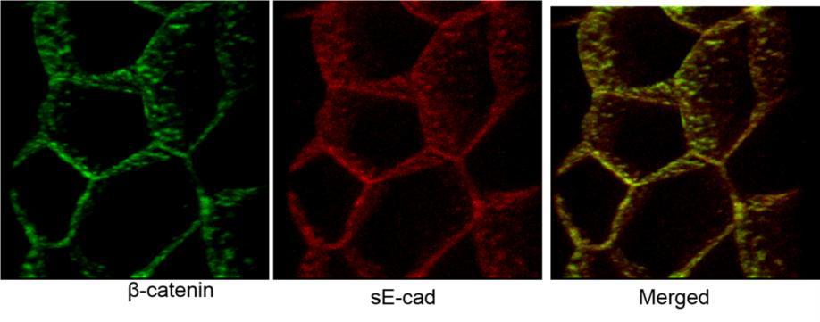 elucidated. Recombinant se-cad has a myc tag at its N-terminal and a myc antibody is used to differentiate it from the cellular E-cadherin.