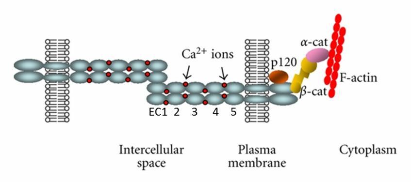 Figure 1.1: Schematic representation of the E-cadherin structure. Figure reprinted from open access publication Gama, A. and Schmitt, F. (2012).