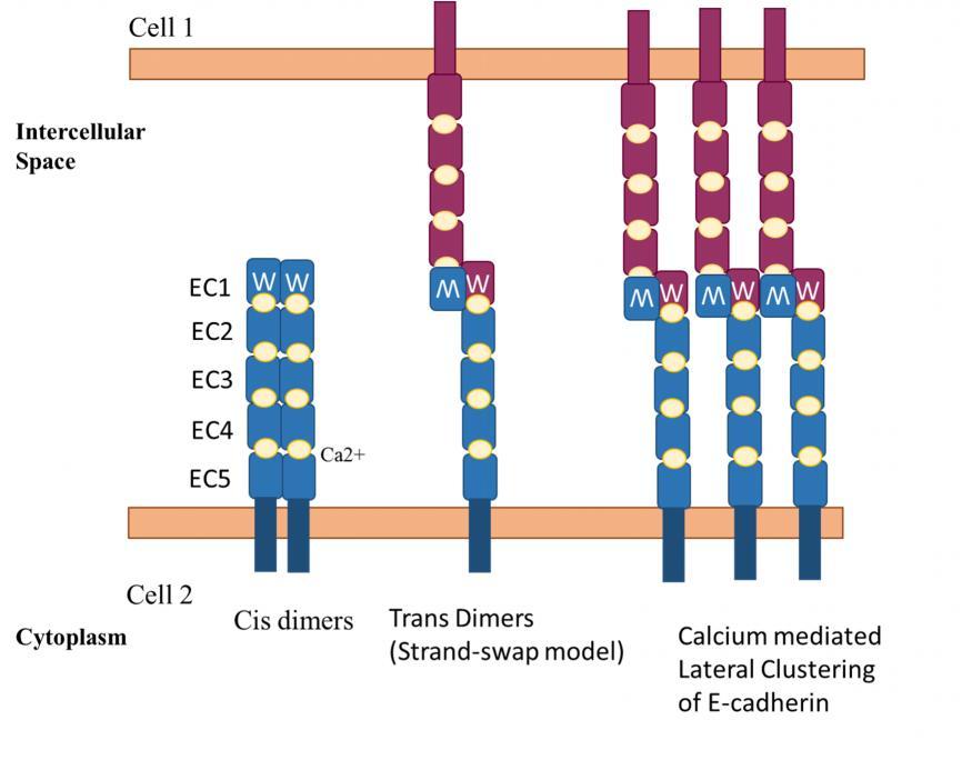 Figure 1.2: Model showing calcium dependent E-cadherin cis dimers, tryptophan dependent Trans dimers and lateral clustering of E-cadherin (Adapted from Gumbiner, B. M. (2005).