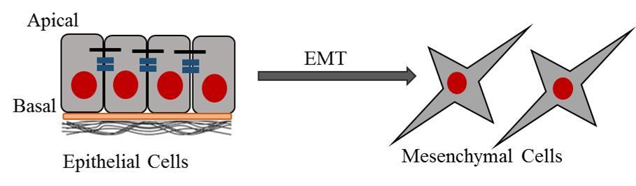 Figure 1.7: Schematic of cells undergoing EMT (Adapted from Xu J, Lamouille S, Derynck R. (2009). "TGF-beta induced epithelial to mesenchymal transition." Cell Res. (2009) 19(2): 156-72.