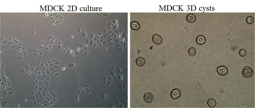 where as in the 3D culture system the cells adhere to the ECM matrix, have greater intercellular communication and are influenced by extracellular environment and the factors secreted into this