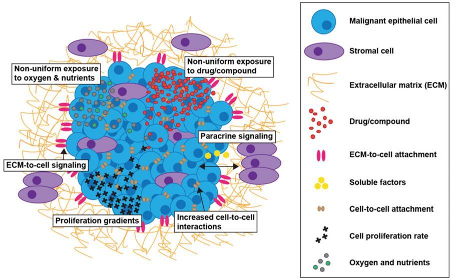 Cancer cells in 3D culture systems with normal connective tissue and epithelial cells mimic the TME.