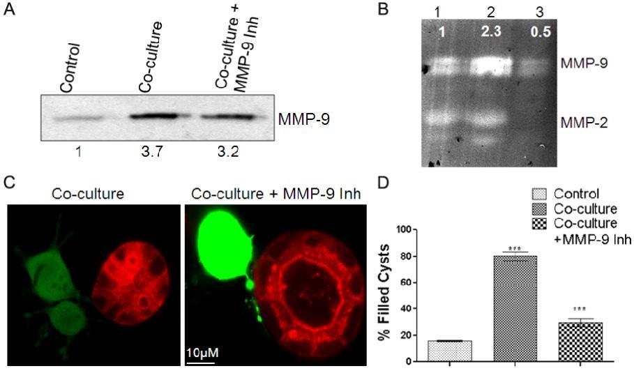 Figure 2.5: Conditioned medium from co-culture contains high levels of active MMP-9 which is crucial for lumen filling. (A), Immunoblot showing MMP-9 levels in the supernatant from MDCK 3D cultures.