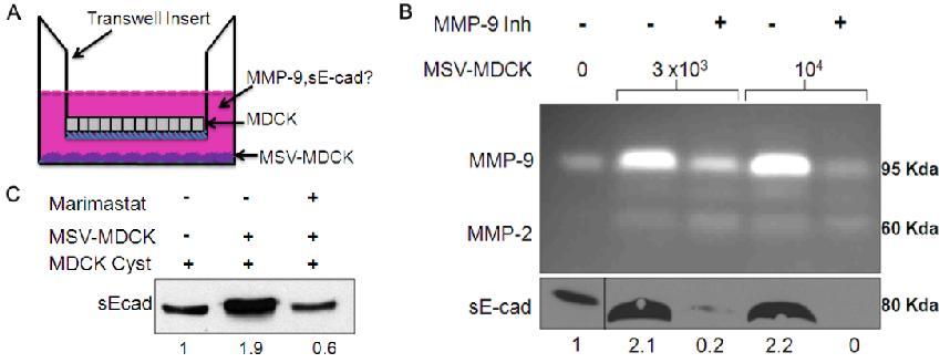 Figure 2.6: MSV-MDCK cells induce MMP-9 mediated shedding of se-cad from MDCK cysts. (A), Diagrammatic representation of transwell co-culture system.