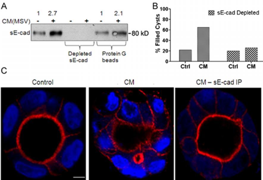 immunoblotting (Fig. 2.8 A). se-cad depleted CM failed to induce lumen filling in the MDCK cysts, whereas untreated CM induced lumen filling in 80% of the cysts (Fig. 2.8 B and C).