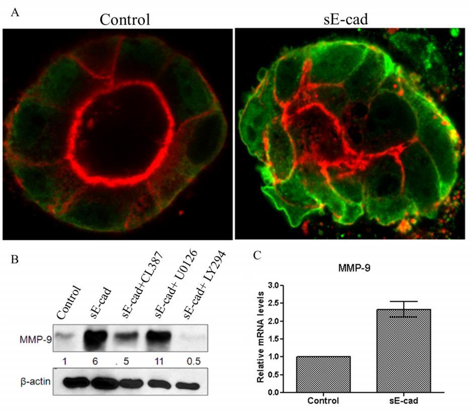 Figure 2.9: se-cad induces MMP-9 in MDCK cysts. (A), Representative images showing immunofluorescence staining of MMP-9 (green) and actin (red) in MDCK and se-cad treated MDCK cysts.