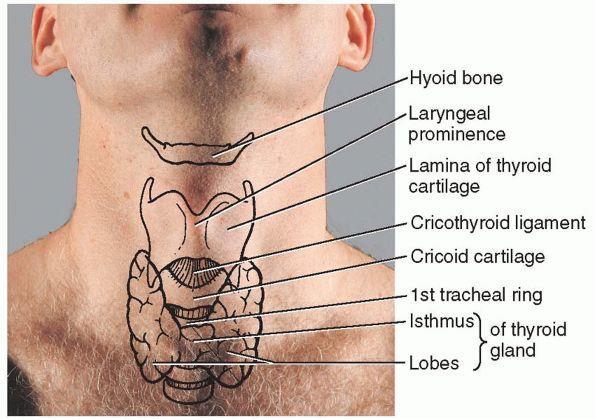 Thyroid anatomy The thyroid gland consists of