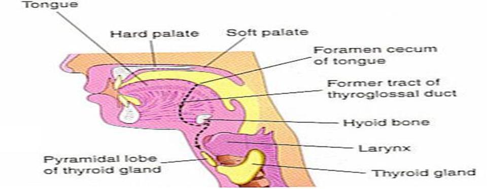 The thyroid gland develops embryologically from