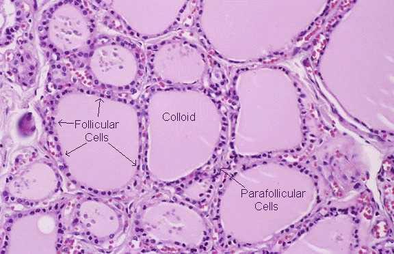 epithelium that descends from the foramen cecum